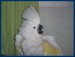 05 Albert kakadu bílý